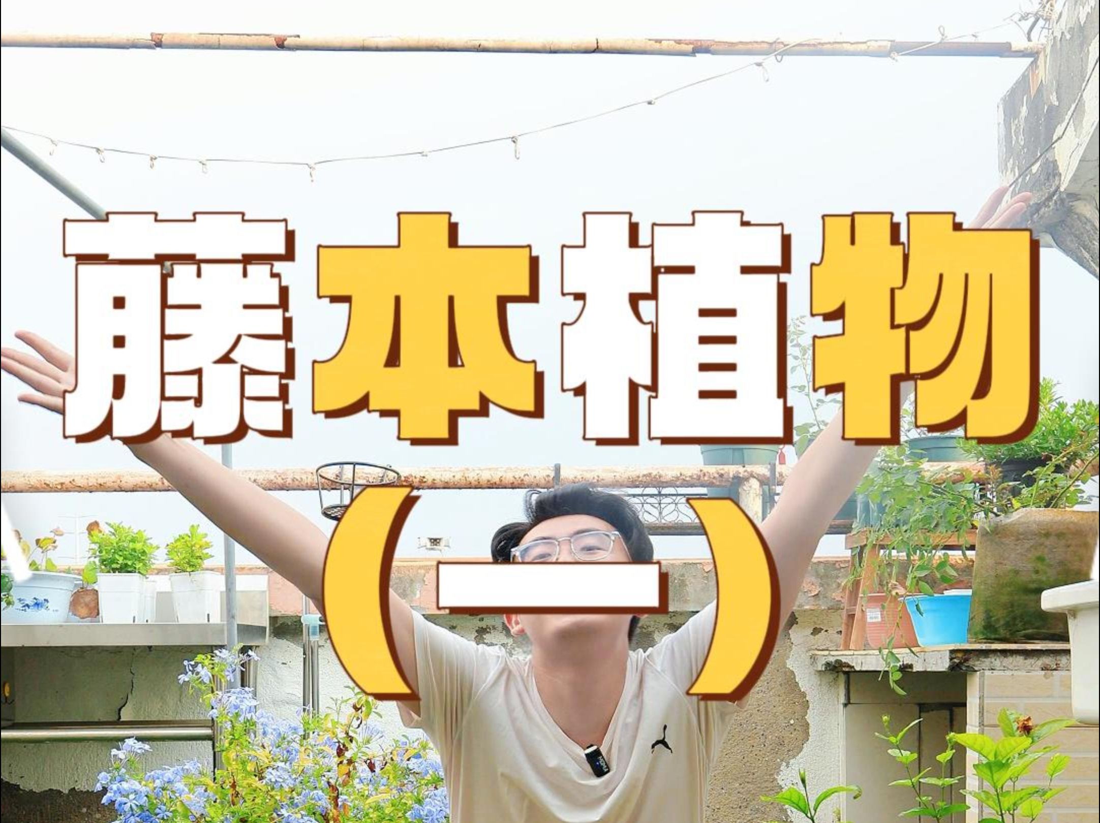 藤本植物大推荐1!哔哩哔哩bilibili