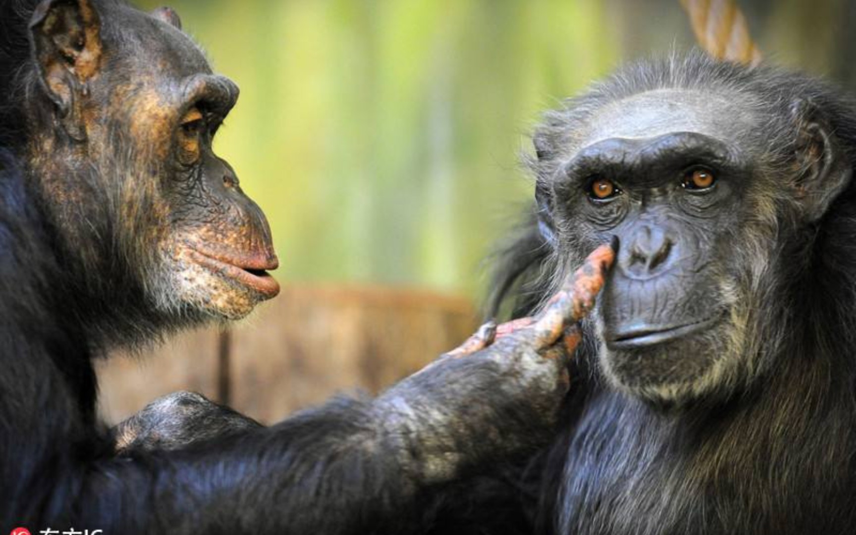 大猩猩秀恩爱,情人节到了,大猩猩要给女友送礼物