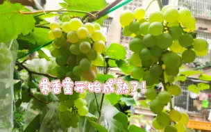 Tải video: 早熟的寒香蜜、夏黑开始成熟了。