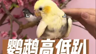 如何区分玄凤鹦鹉高低趴