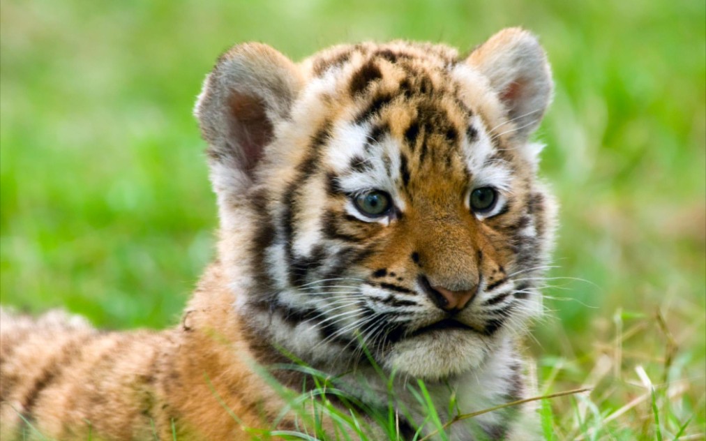 小老虎肉垫_哔哩哔哩_bilibili