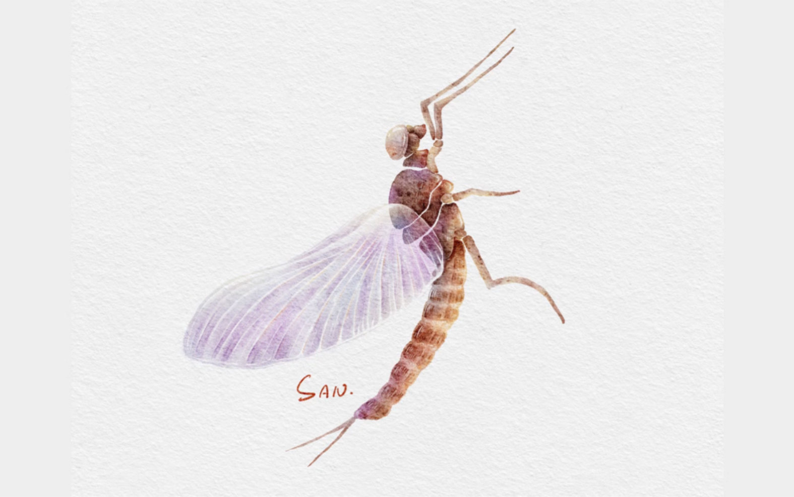 今日份水彩虫君