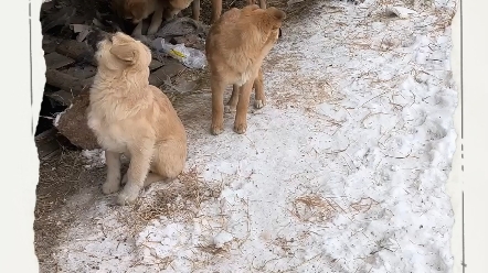 冬天镇子的流浪狗