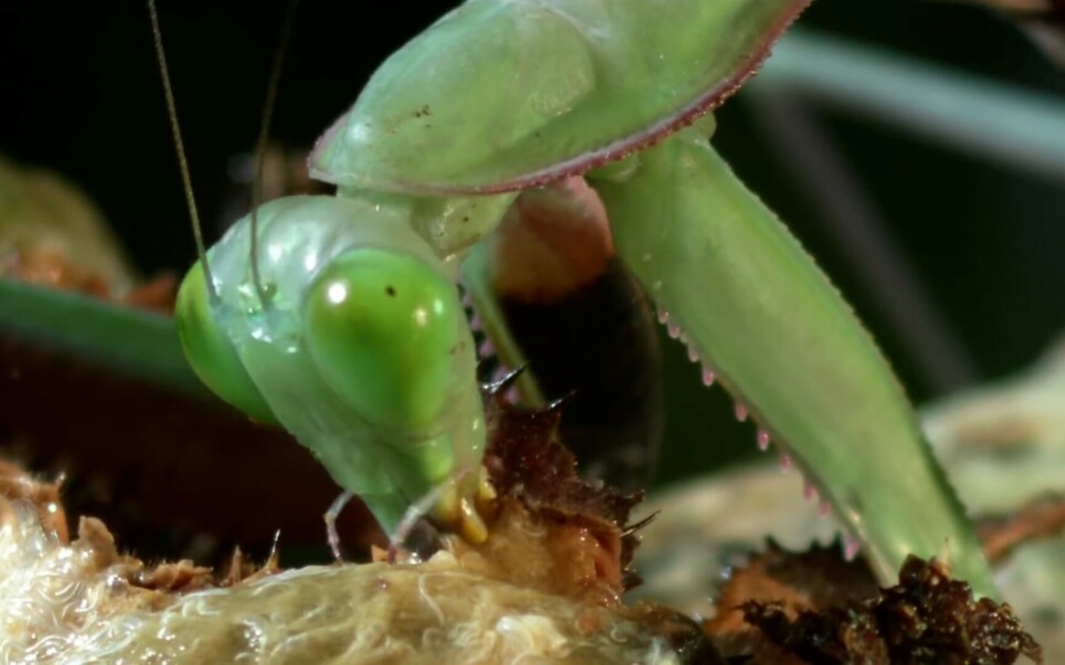 昆虫生死斗蜈蚣图片