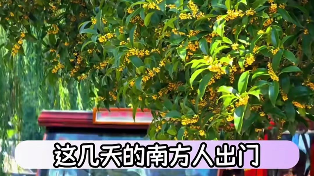 所有人闻到桂花香就这样顶级过肺！
