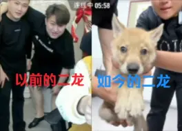 Download Video: 陈泽传媒迎来二龙，捷克狼犬比黑白忠，挨个叫二哥导致被封