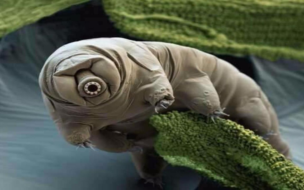 世界上最顽强的生物,任何状态下都死不了,地球毁灭只有它能存活