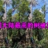 中国大陆“最高的树”被发现