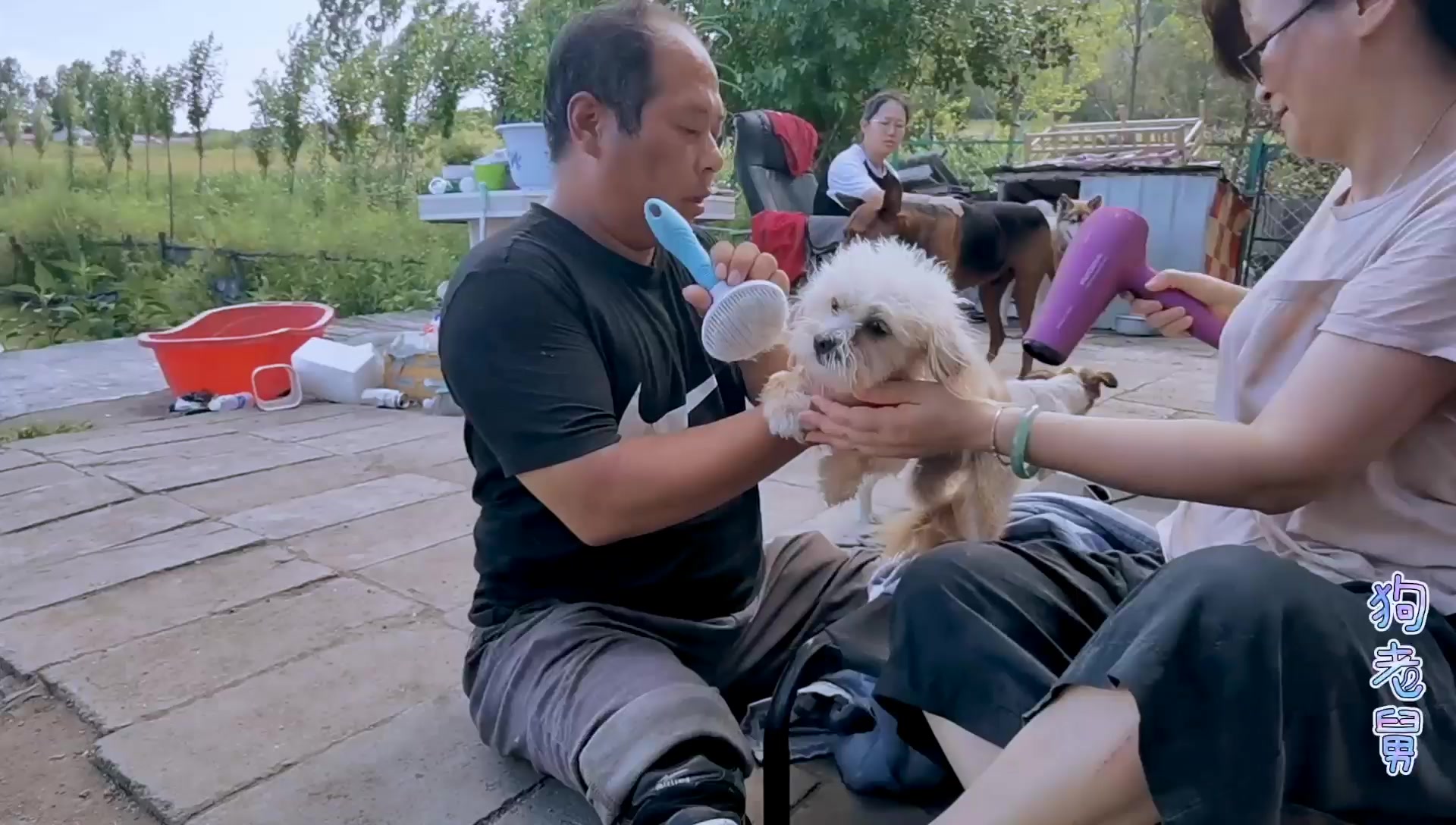 给流浪狗洗澡后华丽变身,全能狗老舅变美容师,感谢热心大姐帮忙