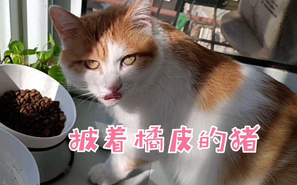 每日养猪指南哔哩哔哩bilibili