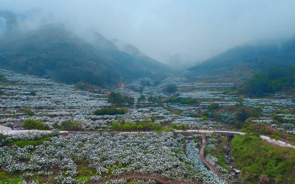 [图]福山福水出福果｜八闽开春第一果 福建枇杷