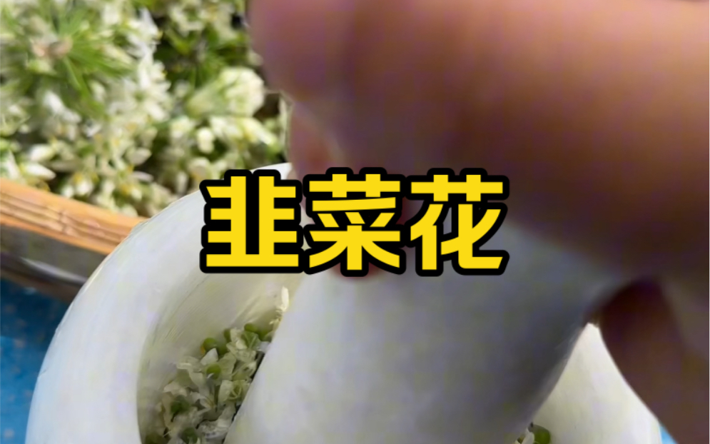 每年7月草原上生长着大量野生韭菜,入秋时节,将韭菜花摘下,韭菜花还是牧民吃手把肉、涮羊肉和灌血肠必不可少的佐料.#韭菜花#手把肉哔哩哔哩...