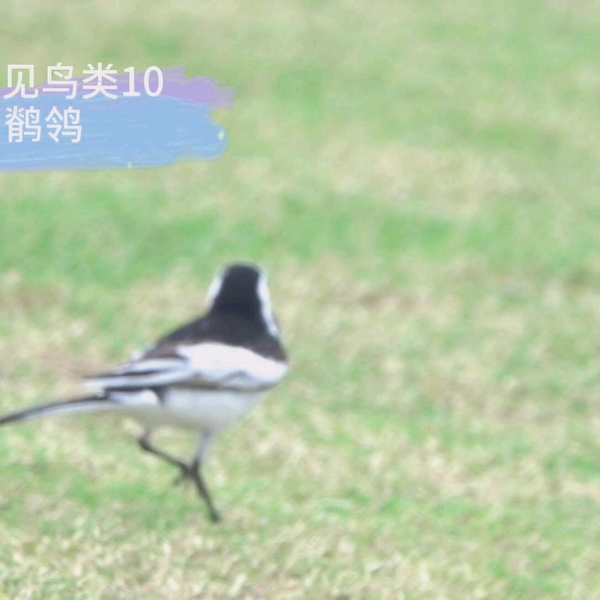 深圳常见鸟类10-白鹡鸰_哔哩哔哩_bilibili