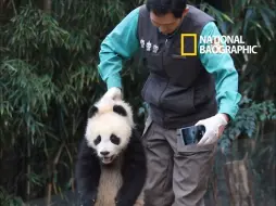 Скачать видео: 是真的手欠啊，双胞胎玩得好好的，这饲养员非要把辉宝拎起来拍照，真的很“碍”，不愧是爱宝乐园，太有“碍”了