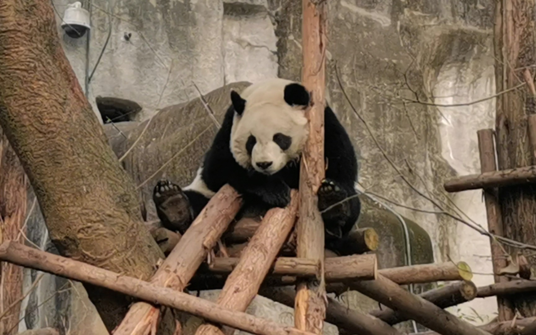 【大熊猫文莉】听过大熊猫的呼噜声吗?没想到这么可爱!