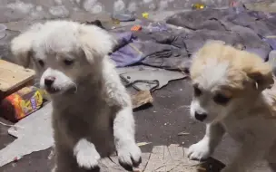 Скачать видео: 寒风撕咬着铁门，发出吱吱的怪叫声，这个冬天太冷了，流浪汉一定能挺到开春。