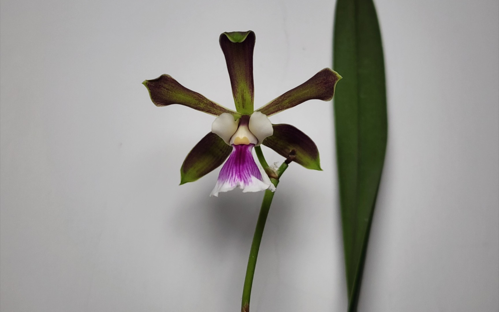 新开的大头树兰新丰微笑 encyclia shinfong smile