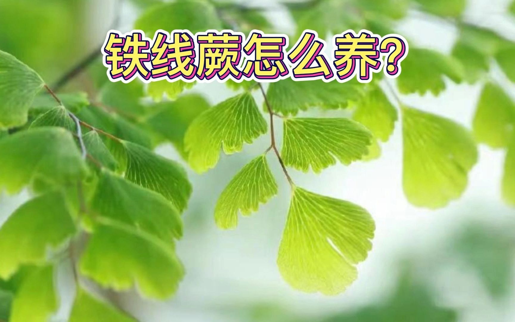 铁线蕨怎么养?哔哩哔哩bilibili