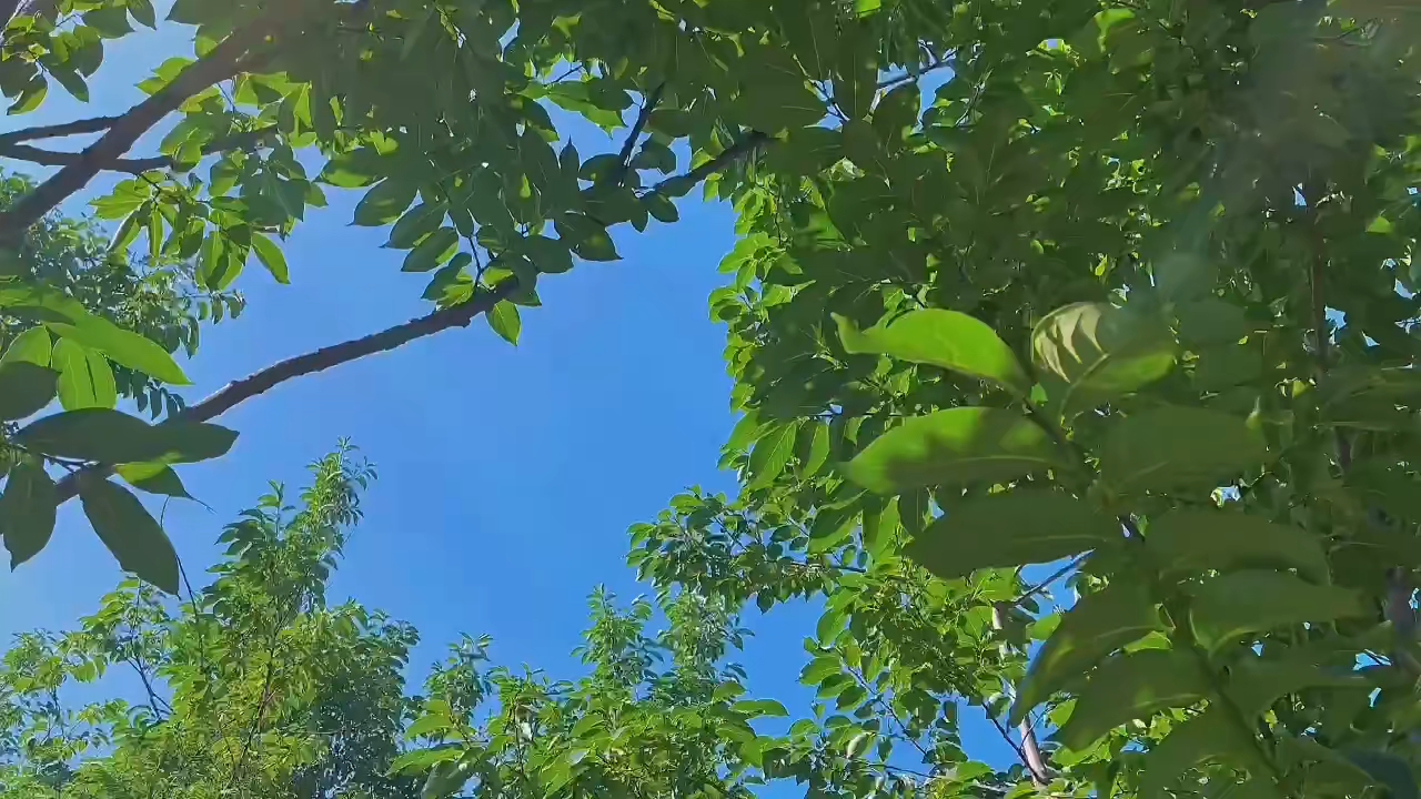 的话可以尝试点开这个视频阳光透过树叶缝隙洒下一地斑驳享受美好生活