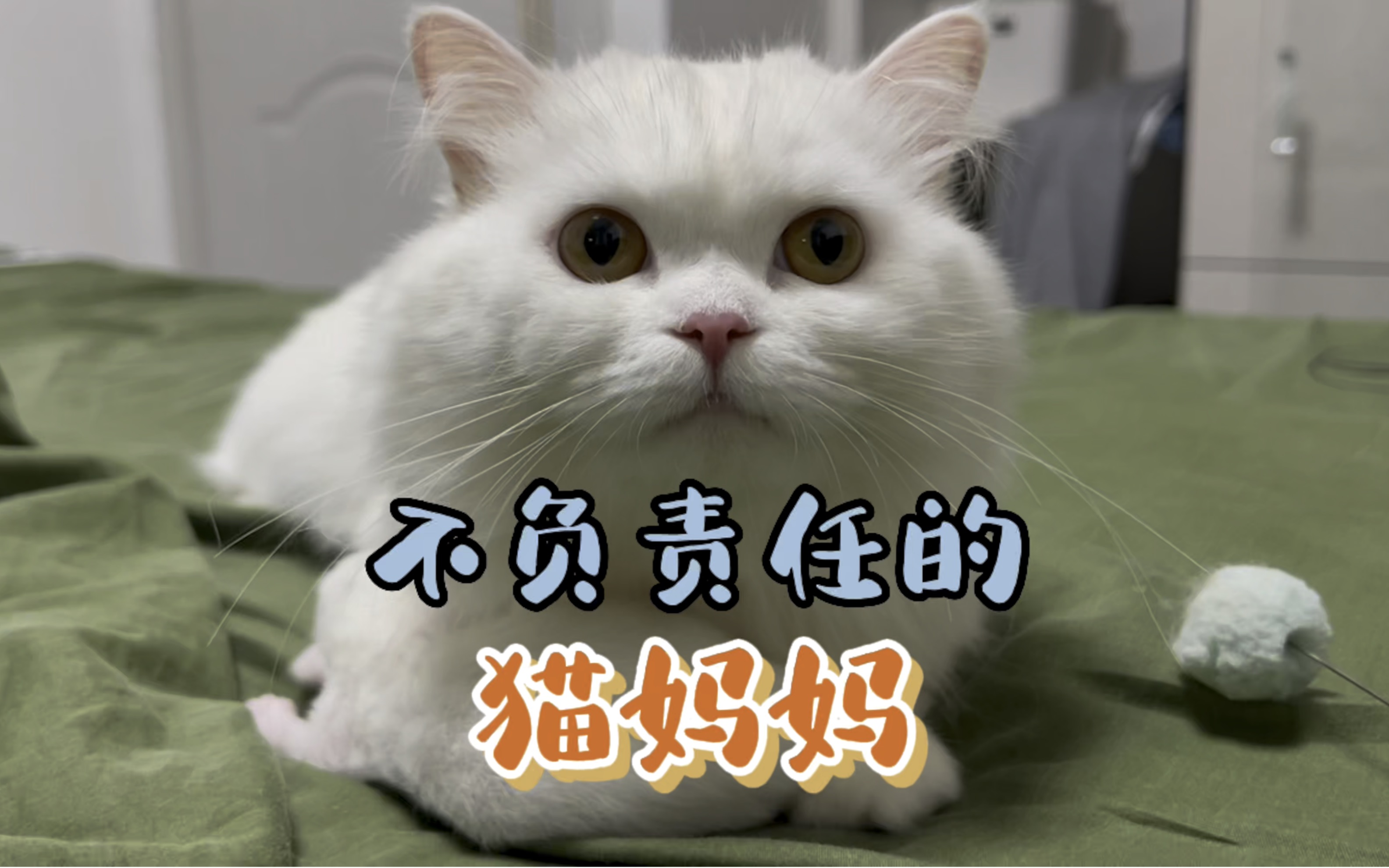 猫妈妈贪玩,猫宝宝天天给铲屎官带!难受!哔哩哔哩bilibili