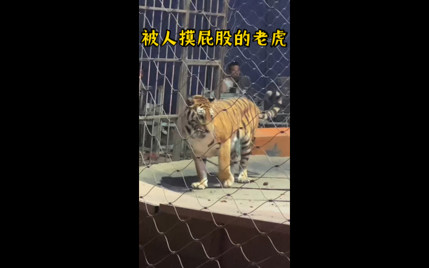 每天要表演六场,全国小县城不停的巡演,感觉它比人还累,双腿站立,跳圈