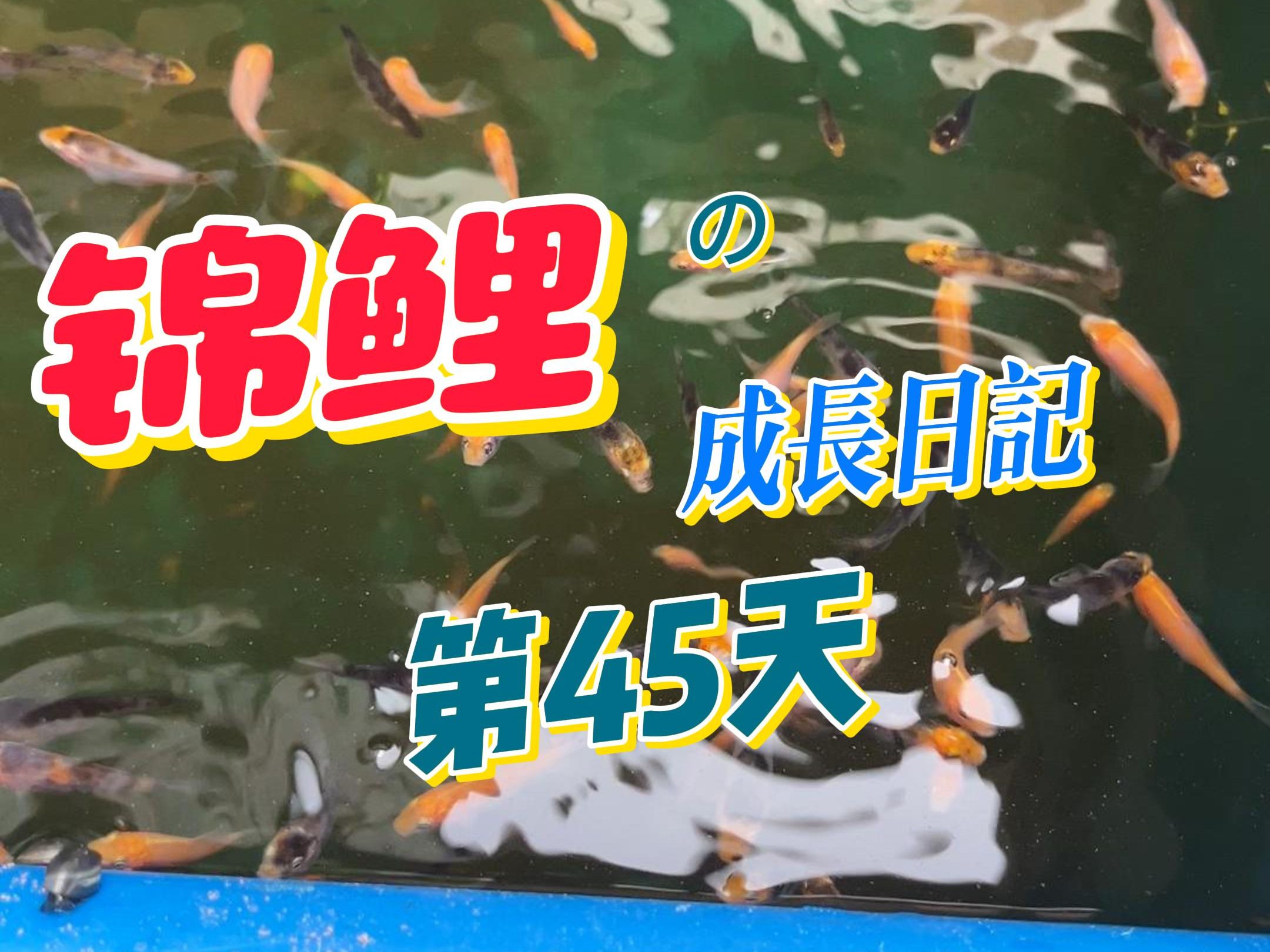全网首发!锦鲤成长日记 | 第45天