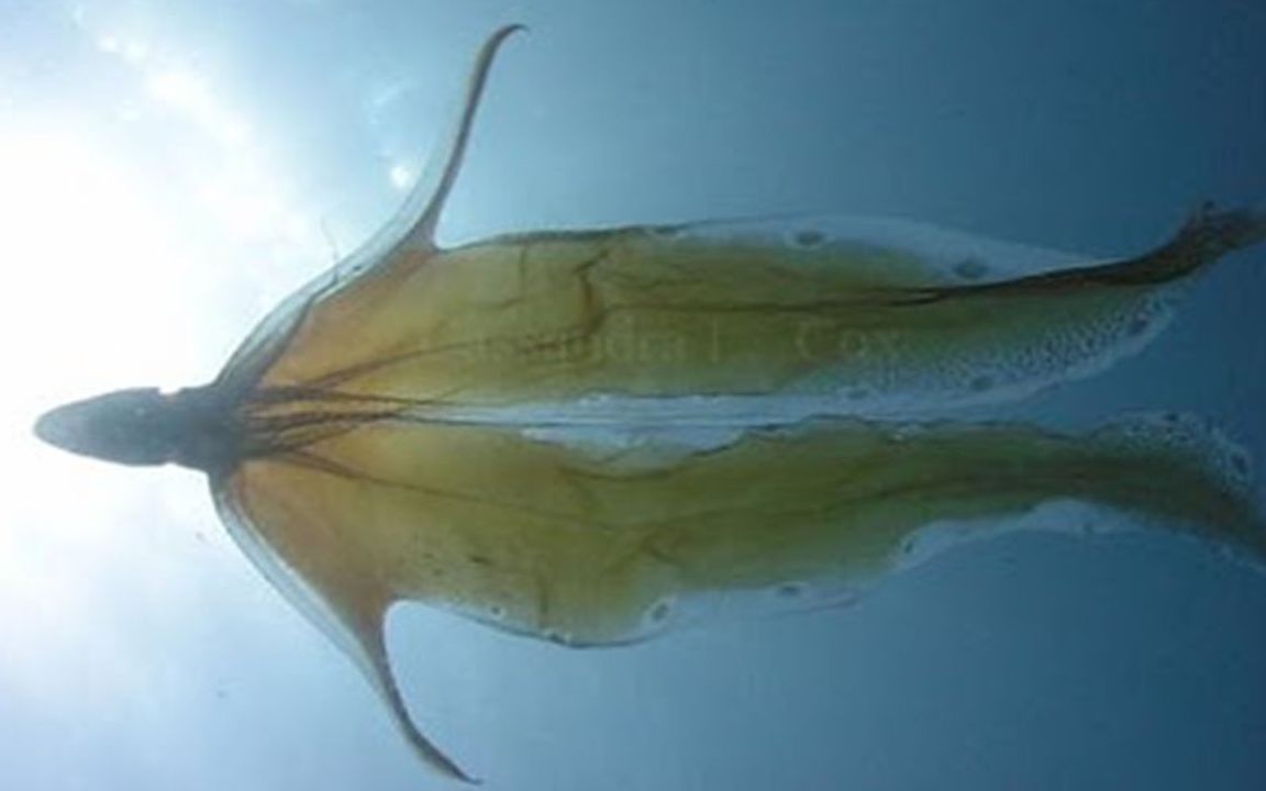 youtube海里的德芙巧克力印太水孔蛸