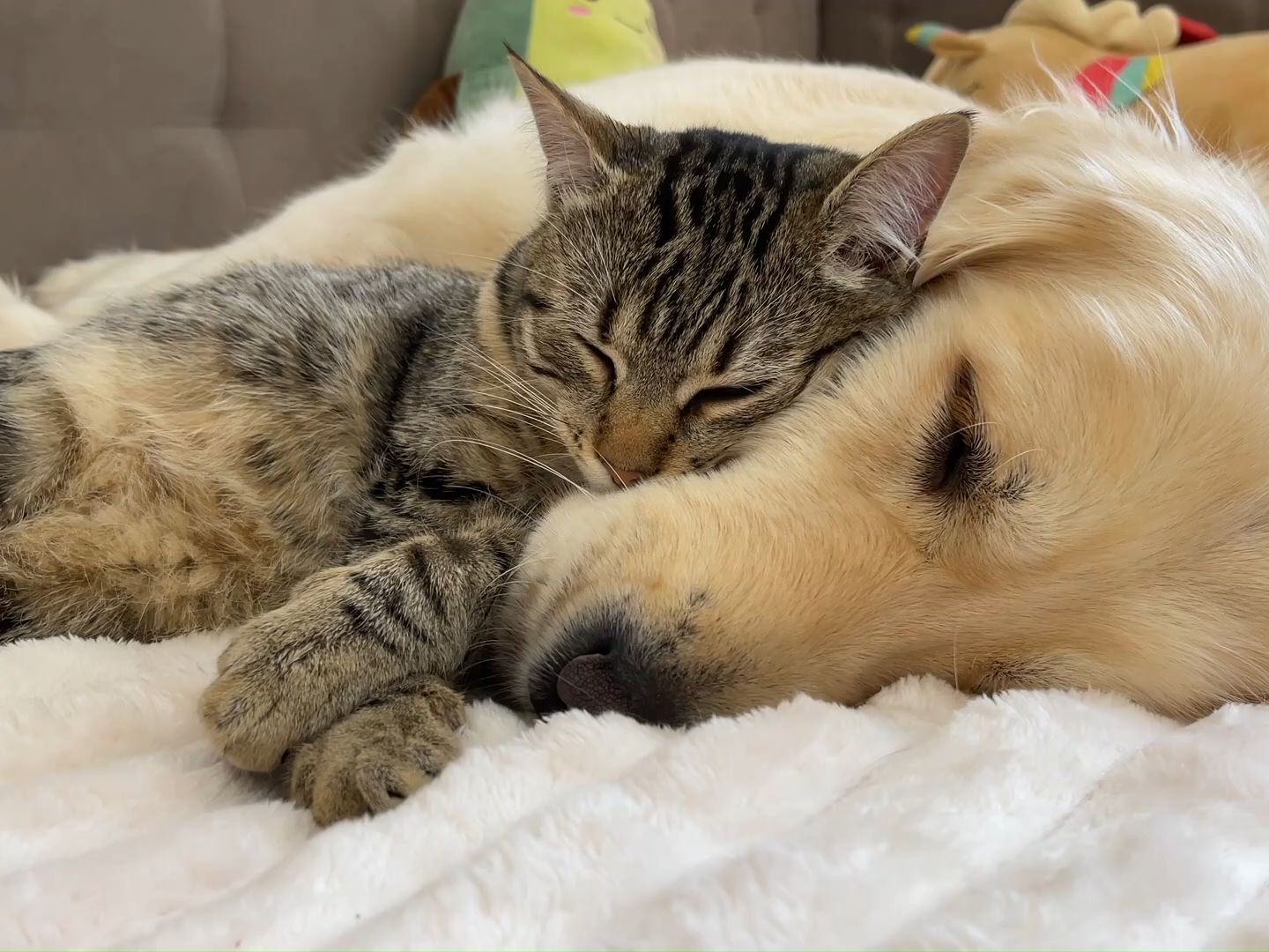 可爱的猫抱着他的金毛才睡觉!