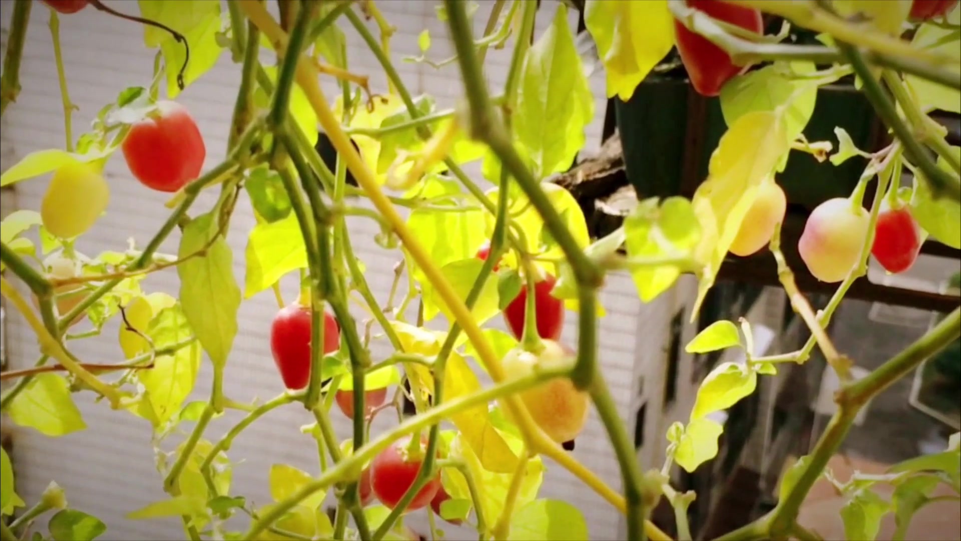 多年生的辣椒树,一盆结"5斤",一家人吃不完,干在枝头了