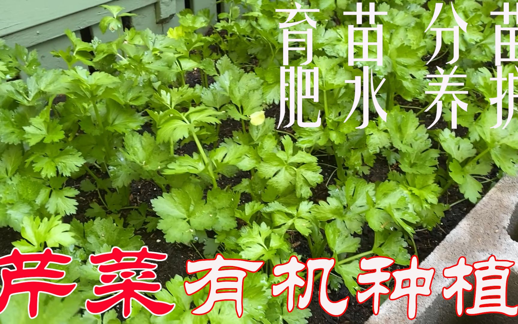 【渔耕笔记】种芹菜 | 有机芹菜种植 分苗移栽 肥水日常养护 落实种植细节 芹菜收不完哔哩哔哩bilibili