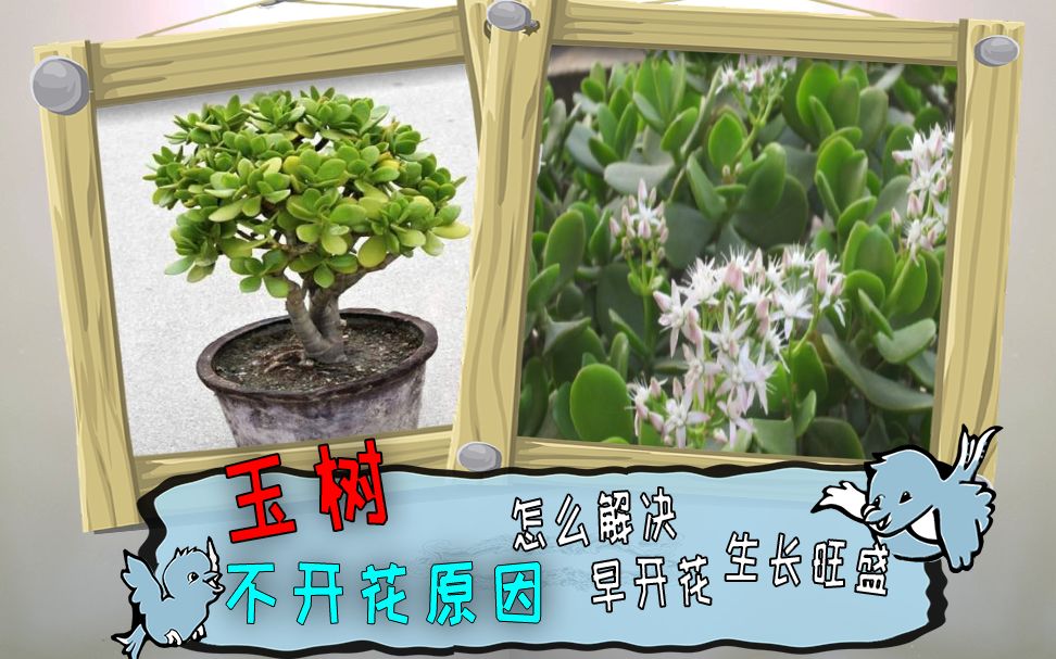 玉树,为什么不开花?当观叶植物来养?怎么解决能开花、颜色翠绿哔哩哔哩bilibili