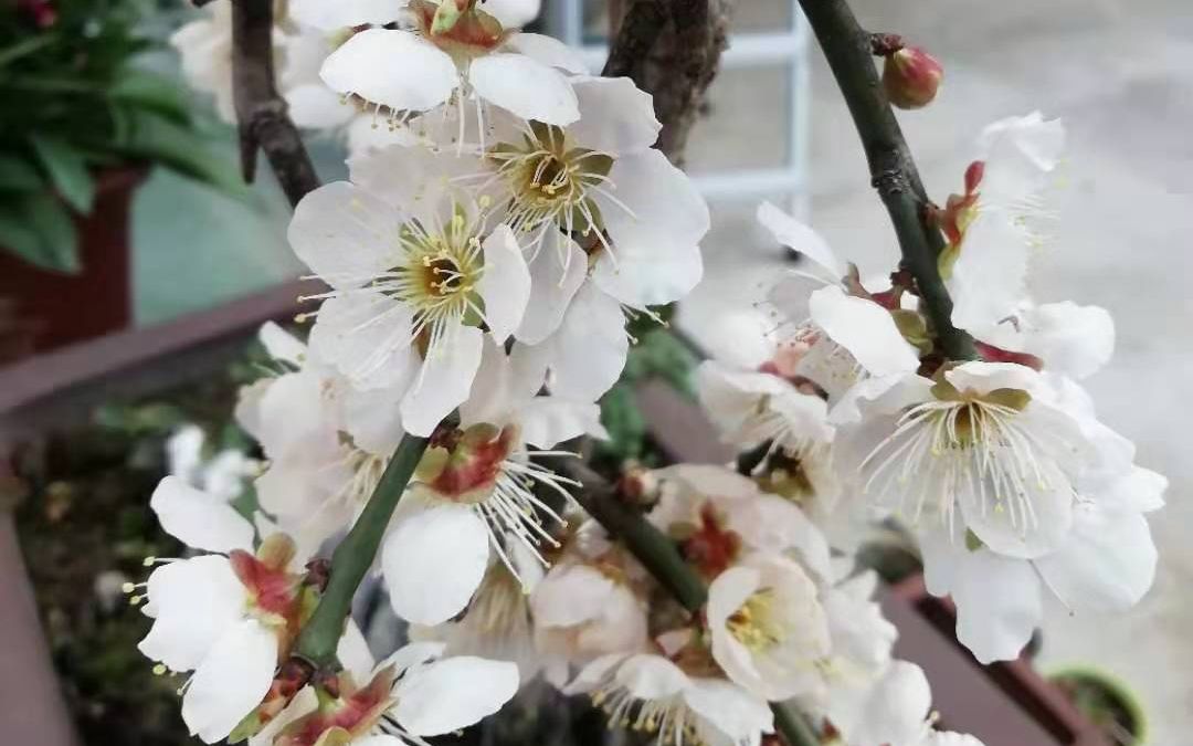 [图]梅花梅花，香又香