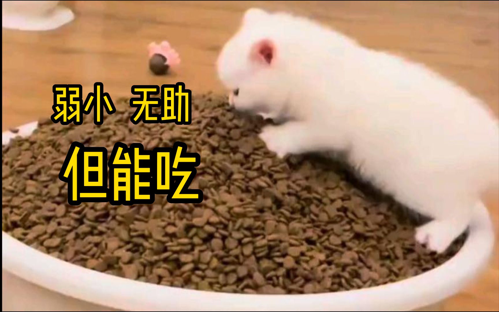 猫:吃不完,根本吃不完!