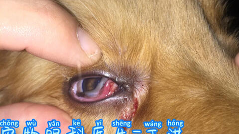 之前由于左眼角膜溃疡和结膜撕裂伤的小金毛 哔哩哔哩 Bilibili