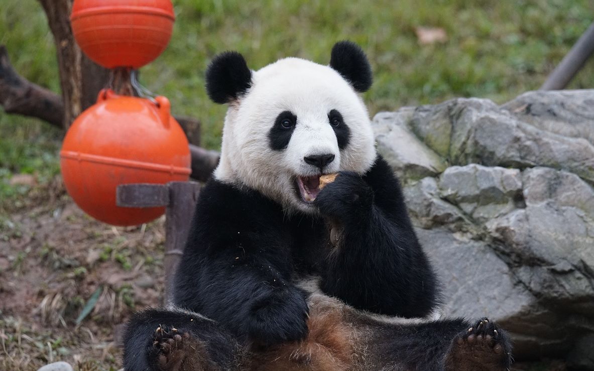 【大熊猫】马来西亚"大公主"暖暖又来了-2018.12.30