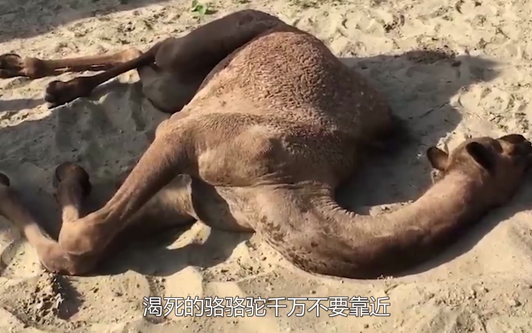 为什么沙漠中渴死的骆驼不能靠近呢,遇到要小心,看完长知识了_哔哩