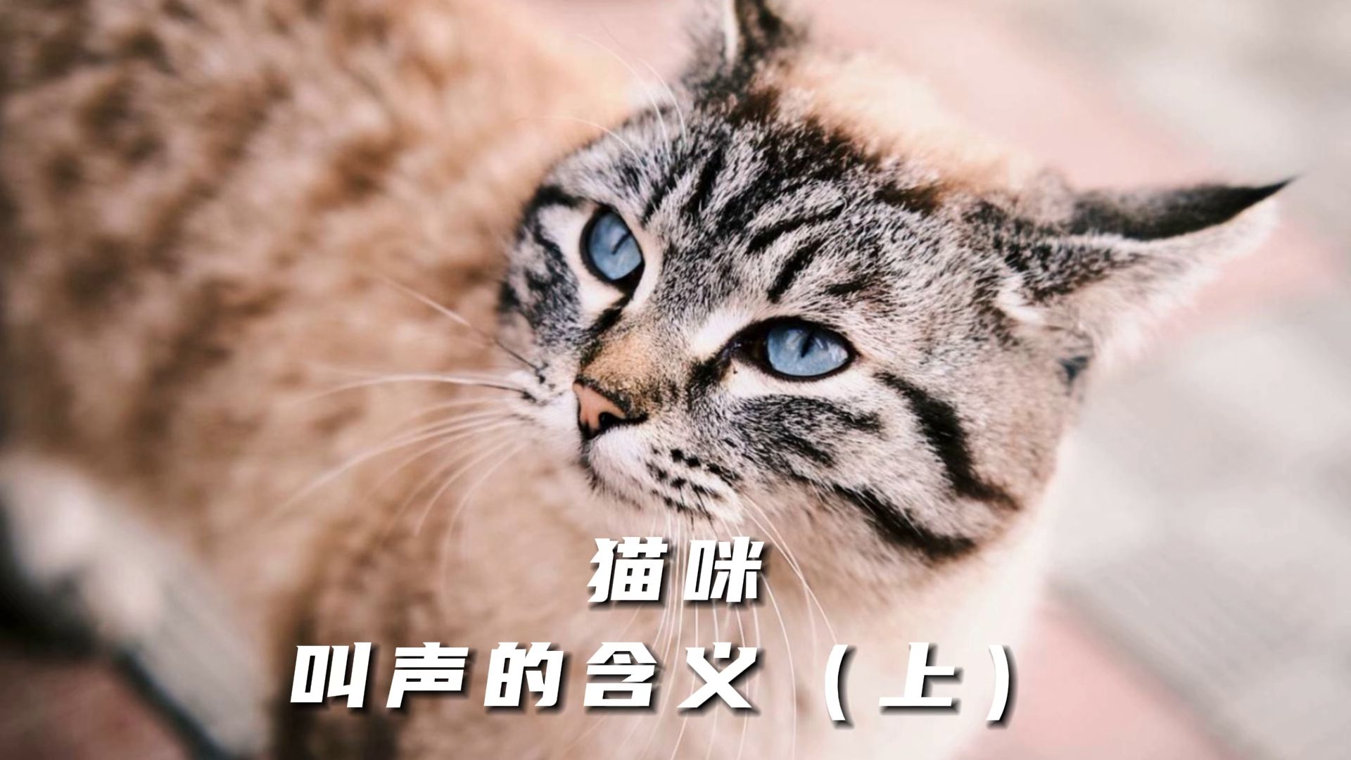 猫咪的叫声,有着这些意思