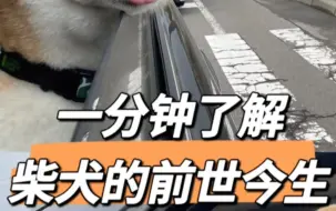 Download Video: 一分钟了解，柴犬的前世今生！