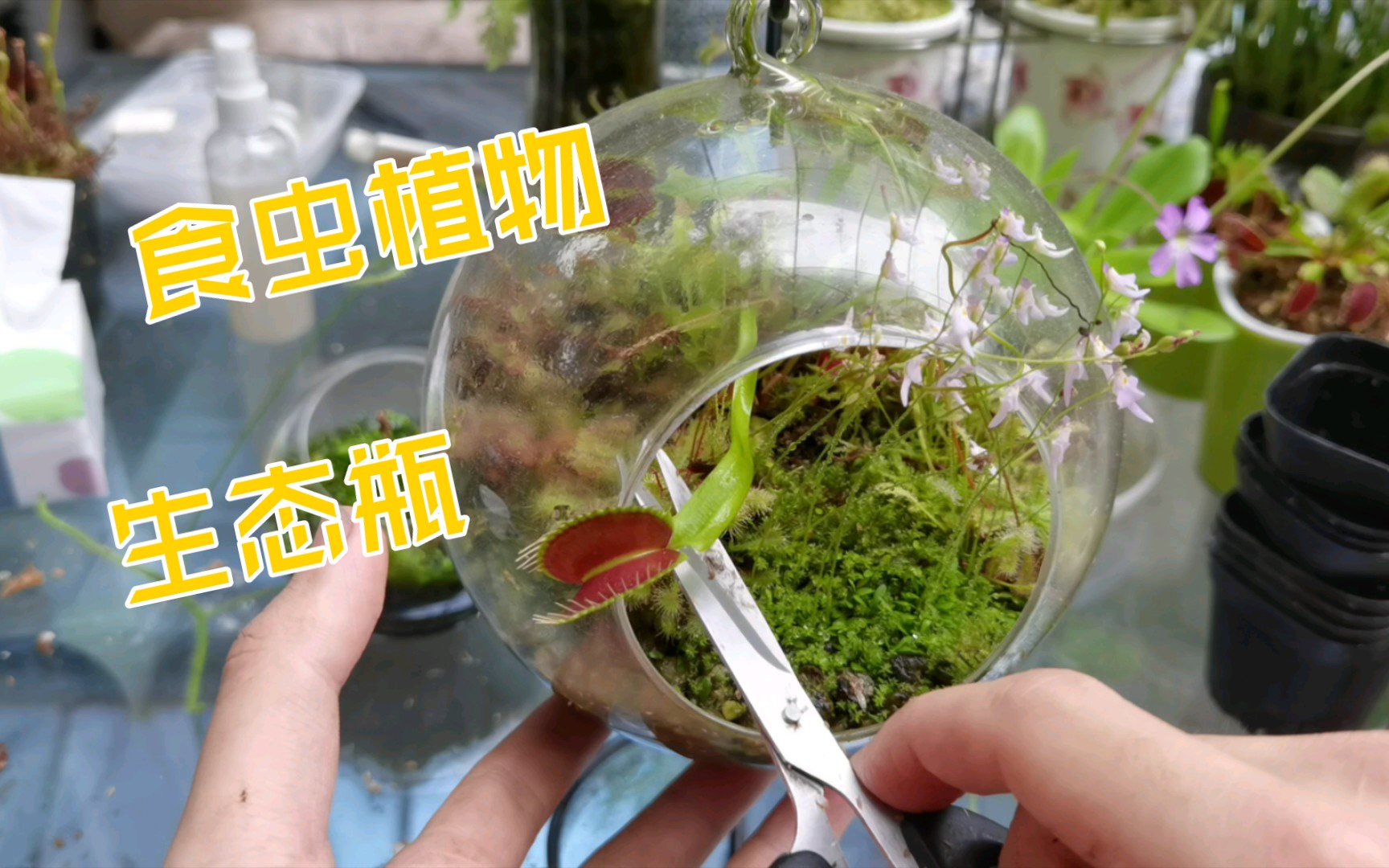 每日一食虫食虫植物生态瓶日常养护