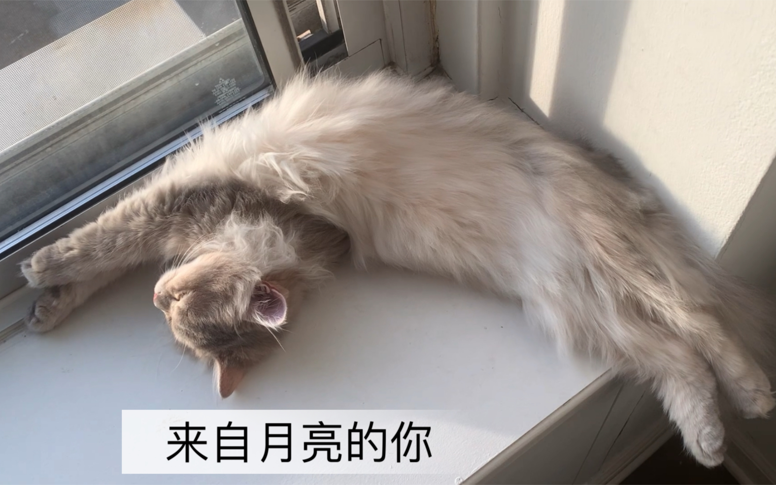 [图]小猫咪慵懒的午睡时间，可曾见过月亮猫？