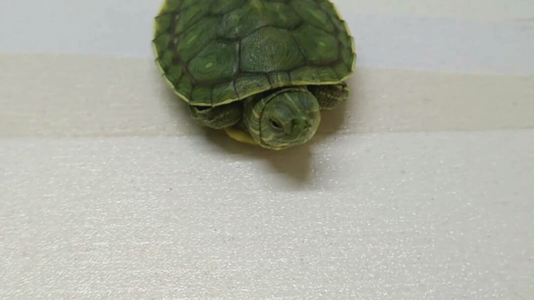 超萌小龟在线萌化你的心