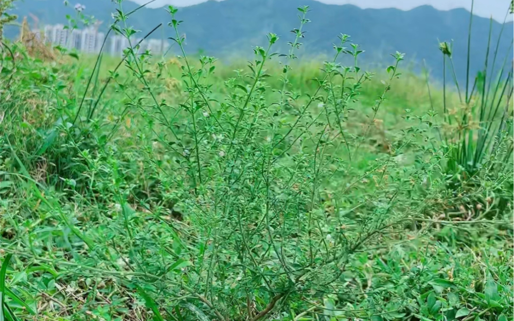 这种可以炼糖的植物叫野甘草,又名冰糖草.哔哩哔哩bilibili