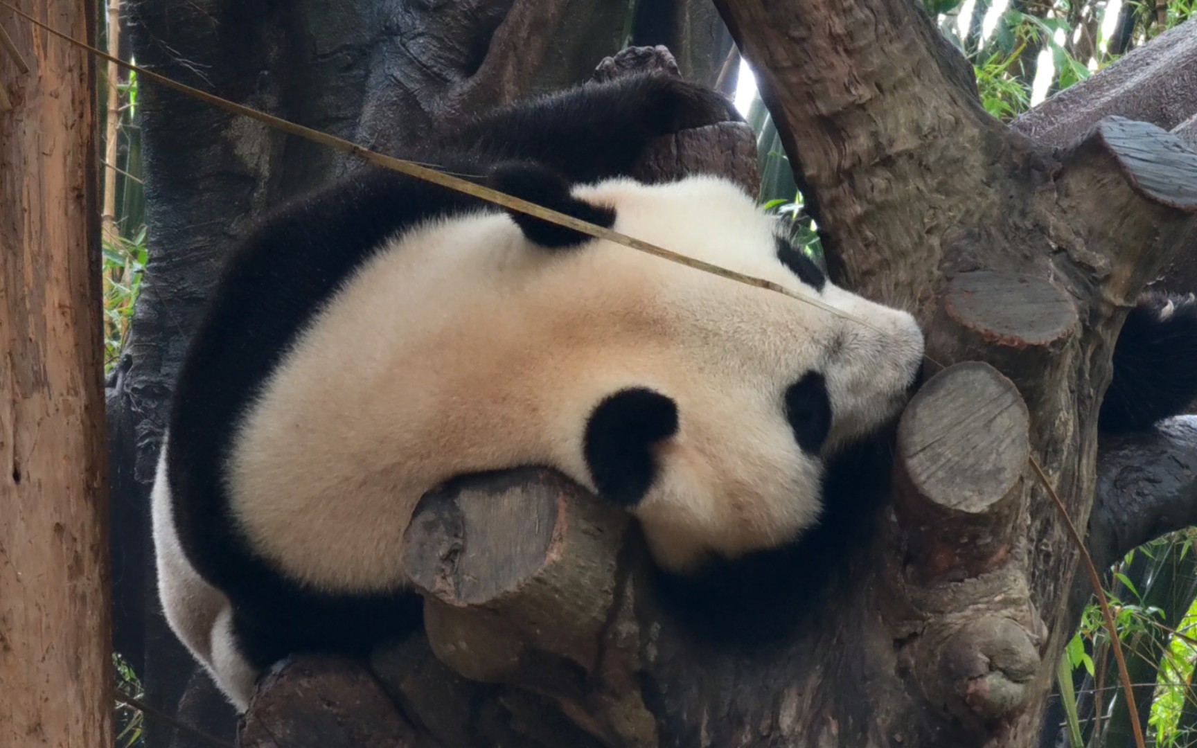 [大熊猫萌萌]睡觉都这么萌