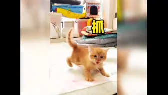 “欠揍的猫咪”