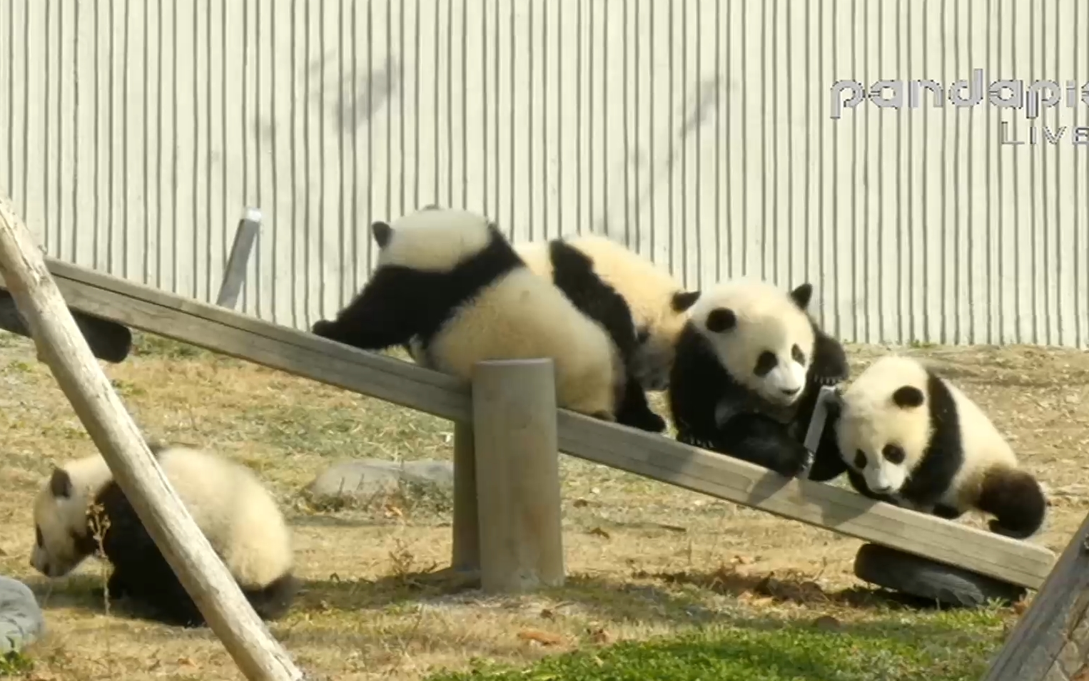 [图]【pandapia】20180317周六录屏-耿达幼儿园盆盆奶/囡囡冰点/北川/16级盆盆奶/17级盆盆奶称重/闽闽阿杰怡云/芝芝带芝士芝麻