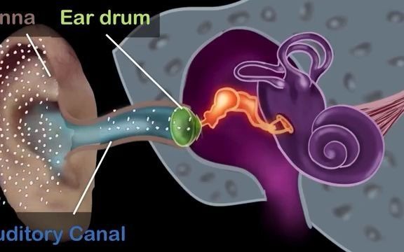 【人解三分钟】耳&鼓室壁的结构:1min读懂外中内耳,3min分清鼓室的前中后侧壁哔哩哔哩bilibili