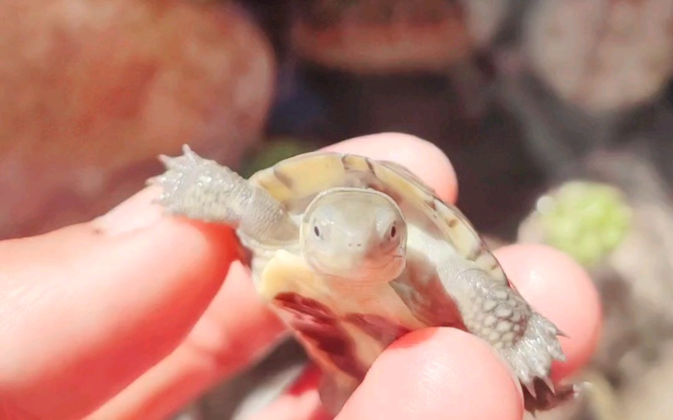 小青头 笑脸龟7272