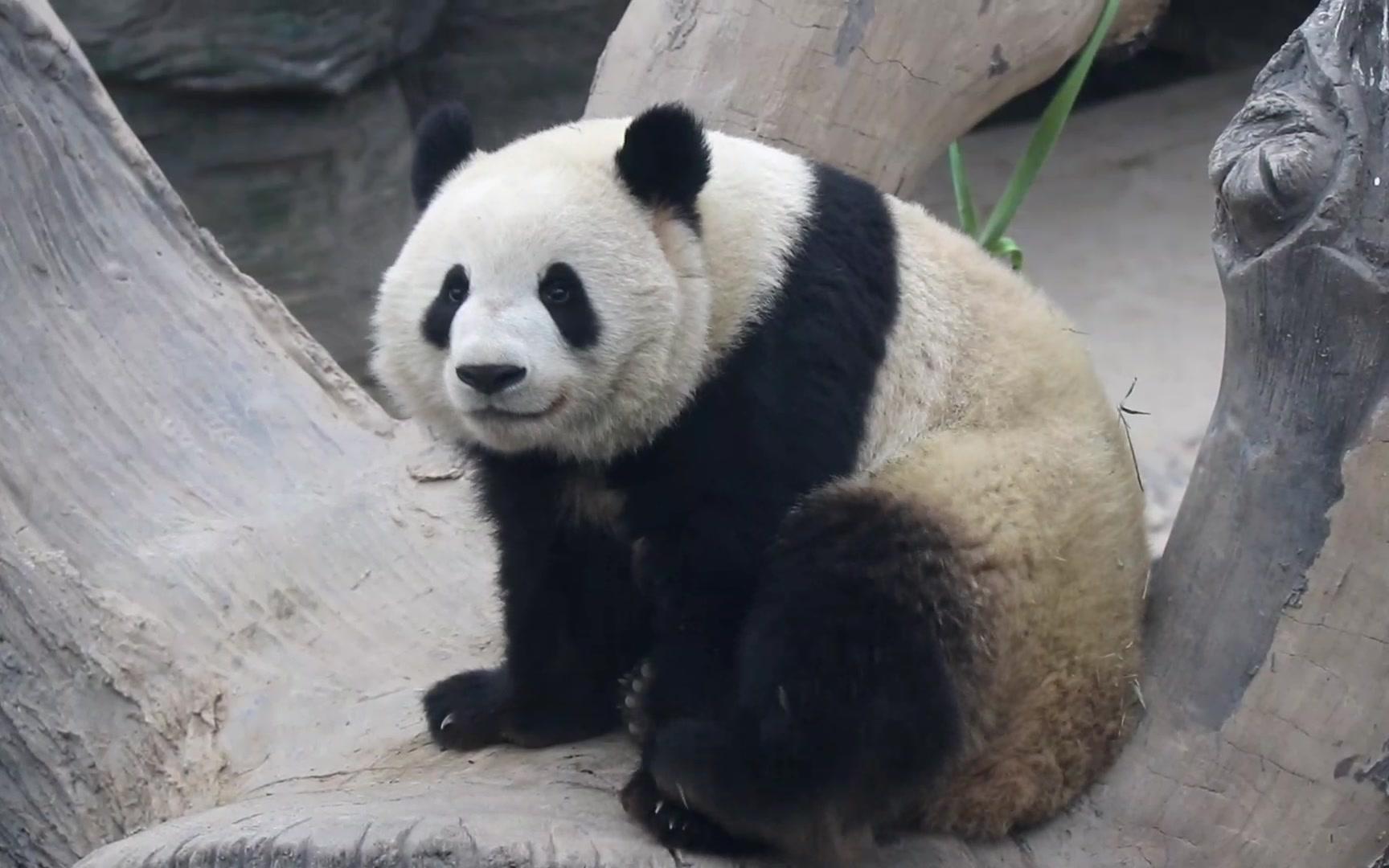 【大熊猫萌兰】萌吨吨小胖坨,柔软可爱毛茸茸63 6165_哔哩哔哩