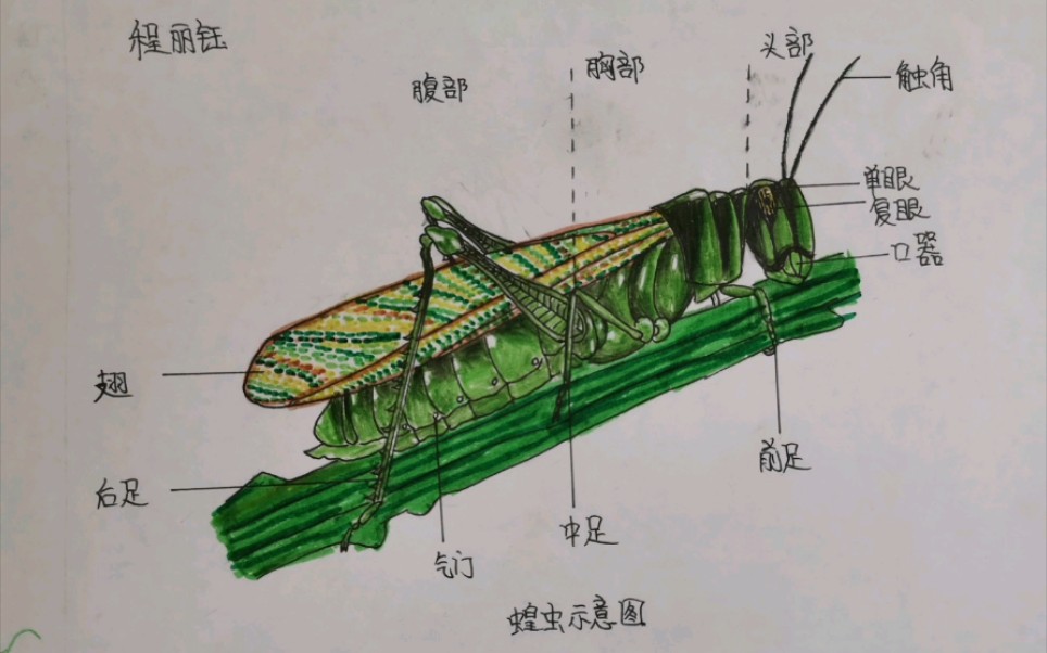 学生绘画作品——蝗虫结构图(人教版初中生物八年级上册 节肢动物昆虫