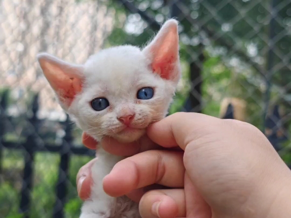 纯白异瞳德文卷毛猫妹妹鸳鸯眼